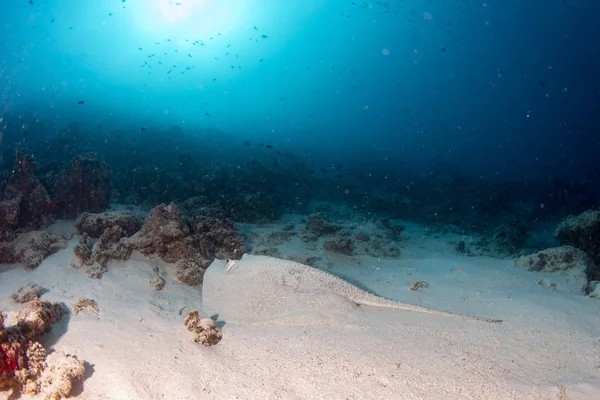 Obří blackparsnip stingray rybky ukryté v písku — Stock fotografie