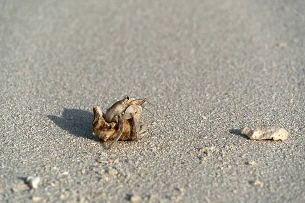 Caranguejo eremita na areia branca praia paradisíaca tropical — Fotografia de Stock
