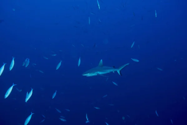 Grey shark ready to attack underwater in Maldives — Stock Photo, Image