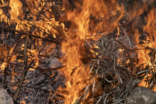 Pincel ardiendo en el fuego —  Fotos de Stock