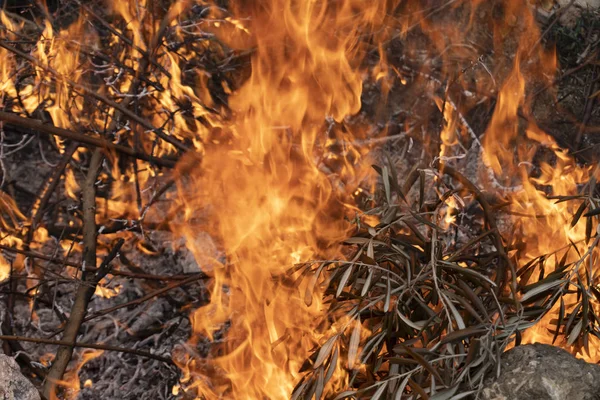 Chrastí, hořící ohně — Stock fotografie