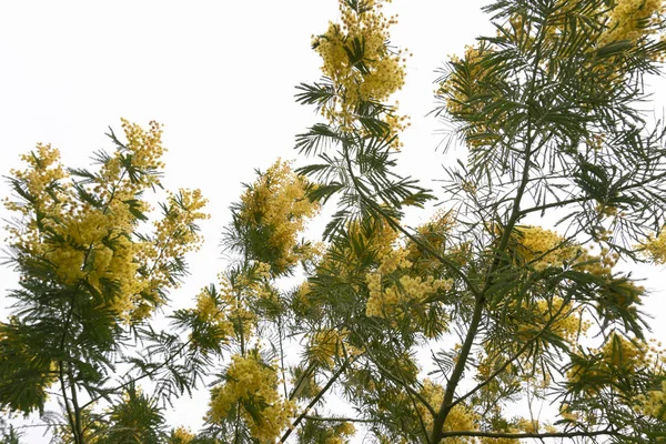 Blühende gelbe Mimosen auf einem Baum — Stockfoto