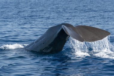 Sperm whale in the mediterranean sea tail detail clipart