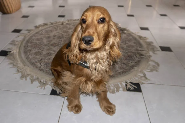 Το χαριτωμένο κουτάβι σκυλί κόκερ σπάνιελ πορτρέτο κοιτάζω εσένα στην αυλή — Φωτογραφία Αρχείου