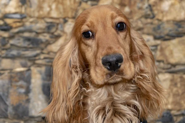 Lindo cachorro perro cocker spaniel retrato mirando en el patio —  Fotos de Stock