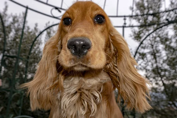 Niedliche Welpen Hund Cocker Spaniel Portrait Blick auf Sie im Hof — Stockfoto