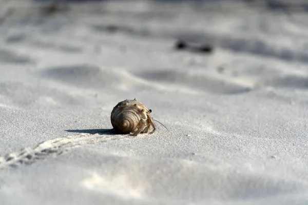 Hermit crab on white sand tropical paradise beach — Stock Photo, Image