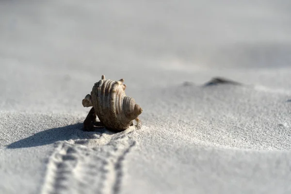 Einsiedlerkrebs am weißen Sand tropisches Paradies Strand — Stockfoto