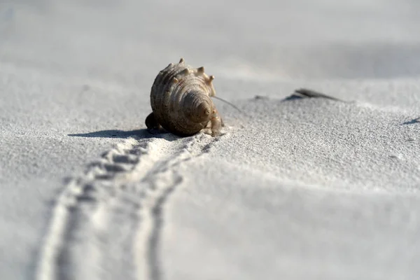 Ερημίτης κάβουρας στην παραλία λευκής άμμου, τροπικό παράδεισο — Φωτογραφία Αρχείου