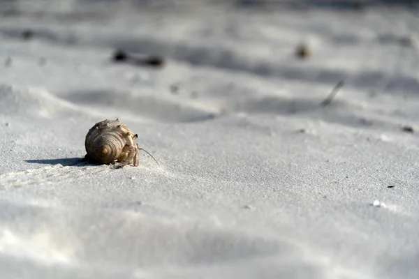 Ερημίτης κάβουρας στην παραλία λευκής άμμου, τροπικό παράδεισο — Φωτογραφία Αρχείου