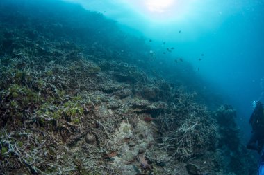 Endonezya'da ağartma ölü mercan resif
