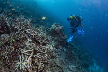 Endonezya'da ağartma ölü mercan resif