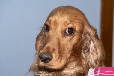 köpek yavrusu köpek yavru horoz İspanyol şüpheli portre