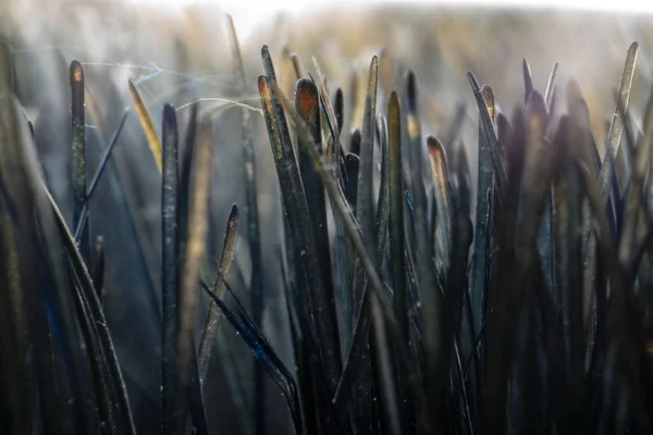 Brush microscope ultra macro detail — Stock Photo, Image