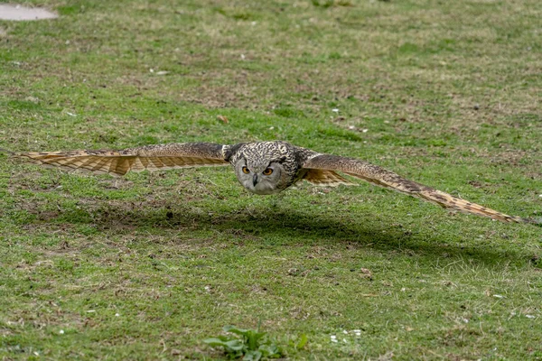 Coruja cinzenta enquanto voa perto do chão da grama — Fotografia de Stock