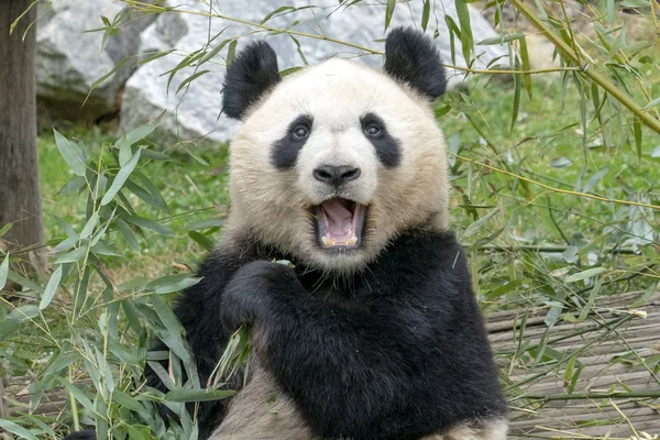 虽然吃竹子的大熊猫 — 图库照片