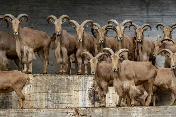 Barbary får grupp tittar på dig — Stockfoto