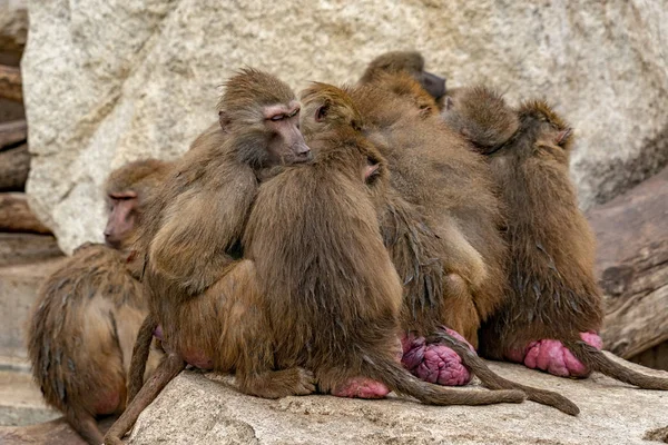 Japanilainen macaque apina perhe rentouttava — kuvapankkivalokuva