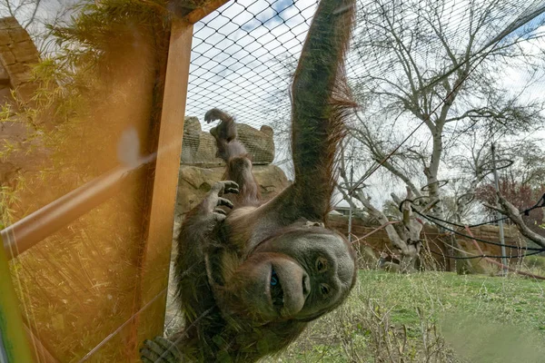 Zoológico recién nacido bebé orang utan mono — Foto de Stock