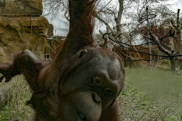 Zoo newborn baby orang utan ape — Stok fotoğraf
