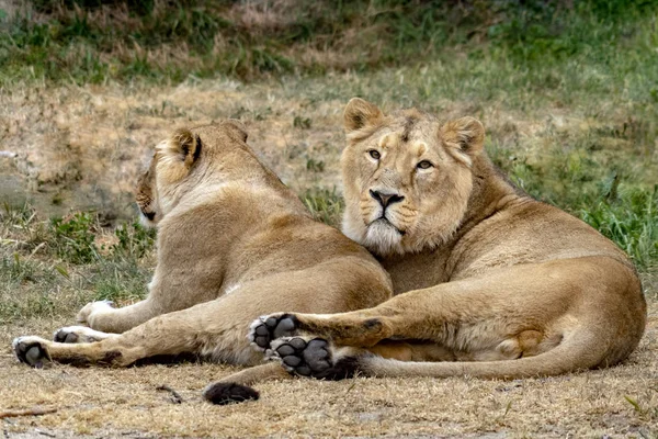 Löwenmännchen und -weibchen ruhen — Stockfoto