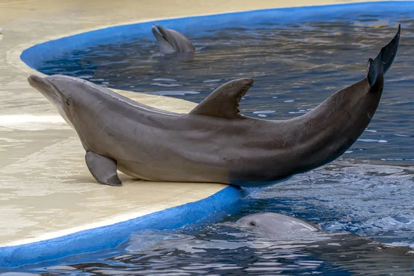 Delfín del acuario durante el espectáculo — Foto de Stock