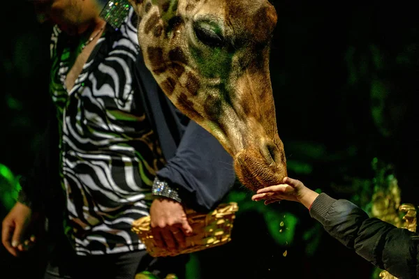 Circus giraffe close up portrait — Stock Photo, Image