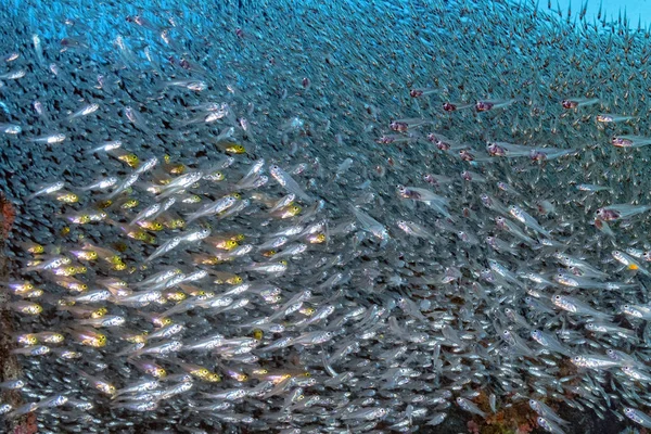 Dentro Peixes de vidro bola de isca gigante — Fotografia de Stock