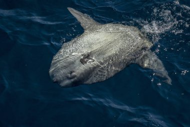Velella denizanası yerken deniz yüzeyinde sunfish