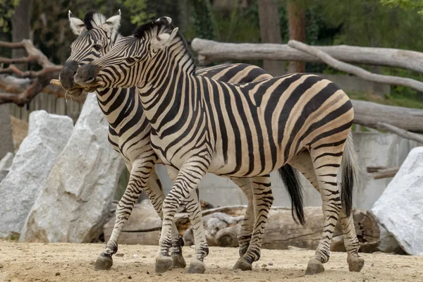 Tanzania zebra tenendo il legno in bocca — Foto Stock