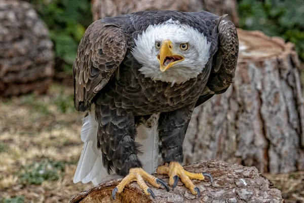 American bald eagle portrait — Stock Photo, Image