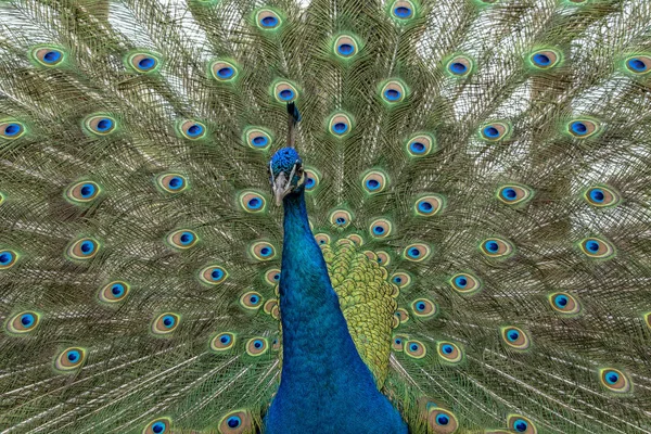Paví ptačí nádherné peří otevřené kolo portrét — Stock fotografie