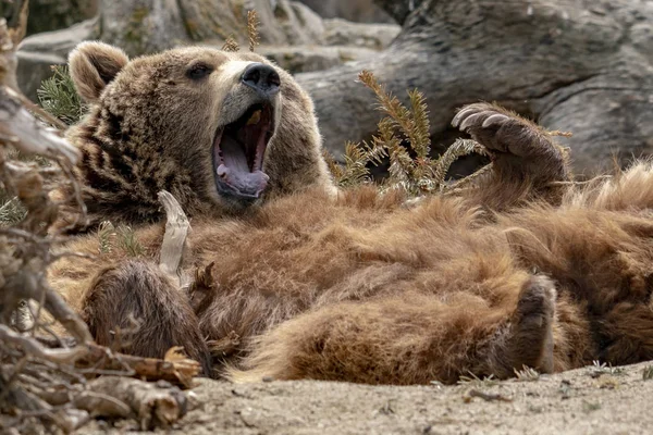 Urso enquanto relaxa posição engraçada — Fotografia de Stock