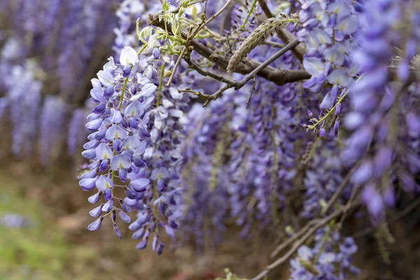wisteria violet flowers branch