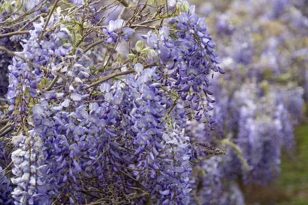 wisteria violet flowers branch