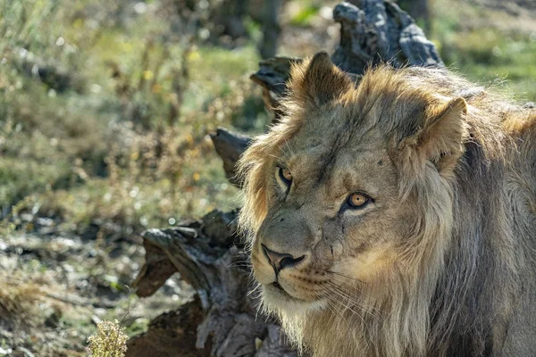 male lion eyes looking at you