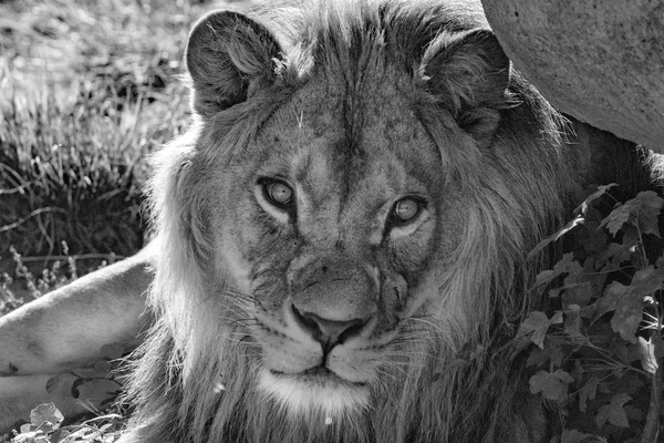 male lion eyes looking at you in b&w