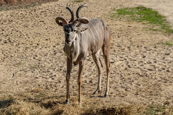 Antilope africana kudu maggiore — Foto Stock