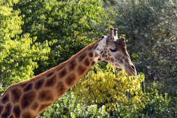 Tanzania Afrika Giraffe — Stockfoto