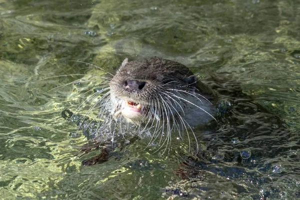 Otter in un ritratto di fiume — Foto Stock