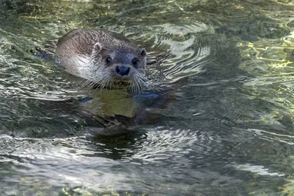 川の肖像画のカワウソ — ストック写真