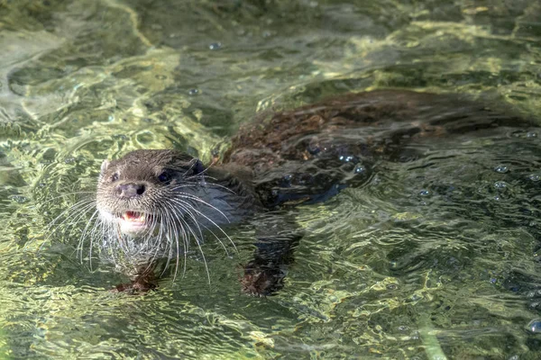 Fischotter im Fluss-Porträt — Stockfoto