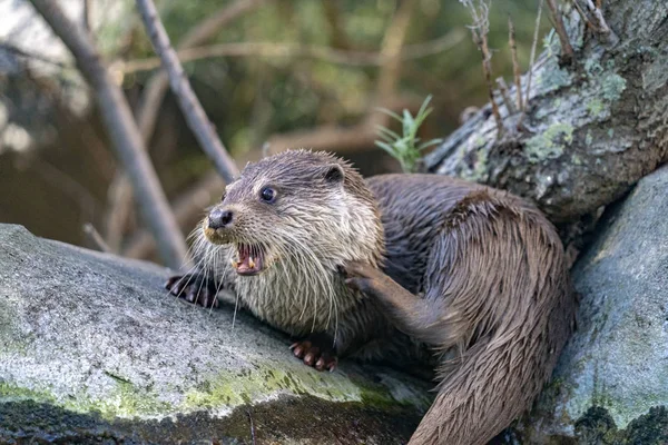 Otter in een rivier portret — Stockfoto
