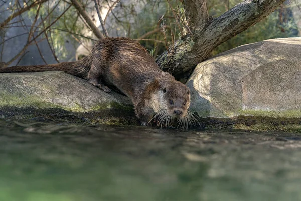 Otter in a river portrait — Stock Photo, Image