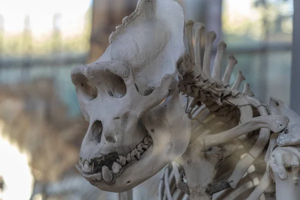 大猩猩头骨骨架 — 图库照片
