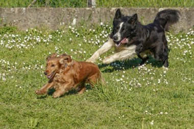 sınır collie ile yeşil çim çalışan mutlu cocker spaniel