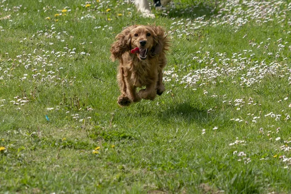 Mutlu cocker spaniel yeşil çim çalışan — Stok fotoğraf