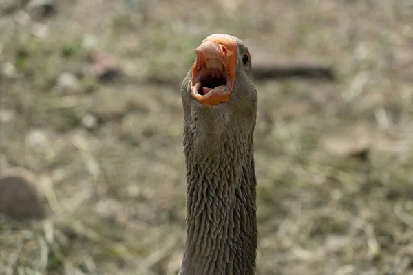 Gans die zijn territorium verdedigt — Stockfoto