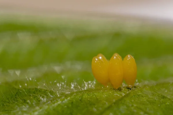 Ladybag huevos amarillos en la hoja de frambuesa macro — Foto de Stock