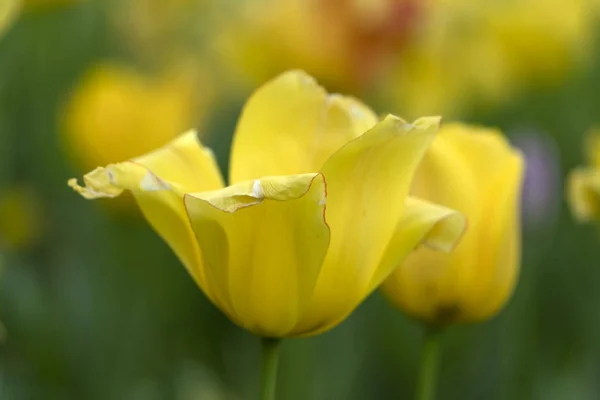 Tulipán kvetoucí v baltimorské zahradě — Stock fotografie